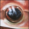 Augenblick eines Maskenfrosches; Acryl auf Leinwand;
30 x 30 cm